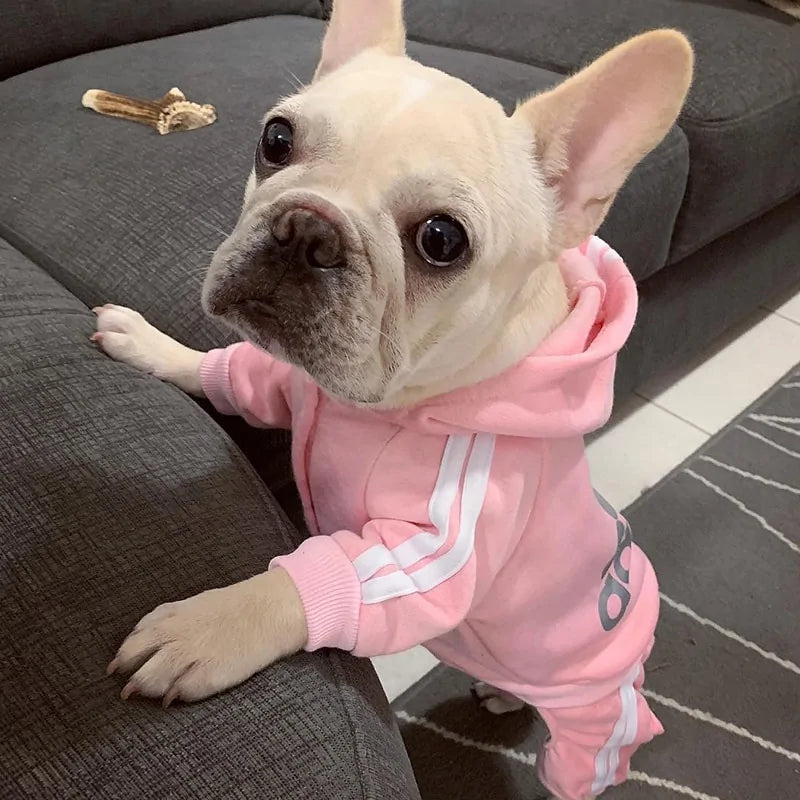 Dog Tracksuit Outfit